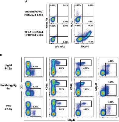 The Natural Cytotoxicity Receptor NKp44 (NCR2, CD336) Is Expressed on the Majority of Porcine NK Cells Ex Vivo Without Stimulation